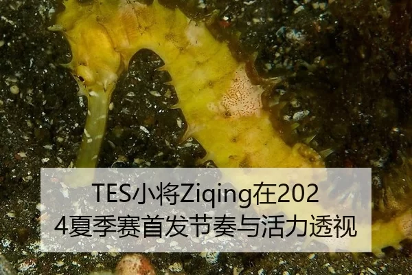 TES小将Ziqing在2024夏季赛首发节奏与活力透视